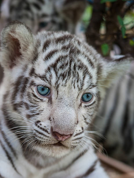 istock close up white baby tiger 579775514