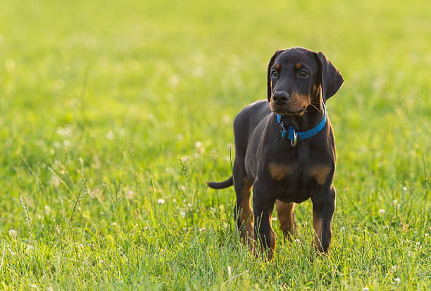 Black doberman puppy on the grass Black doberman puppy on the green grass doberman stock pictures, royalty-free photos & images