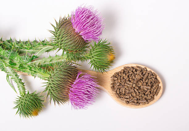 istock Granular and fresh thistle with flowers. (Silybum marianum) 579776450