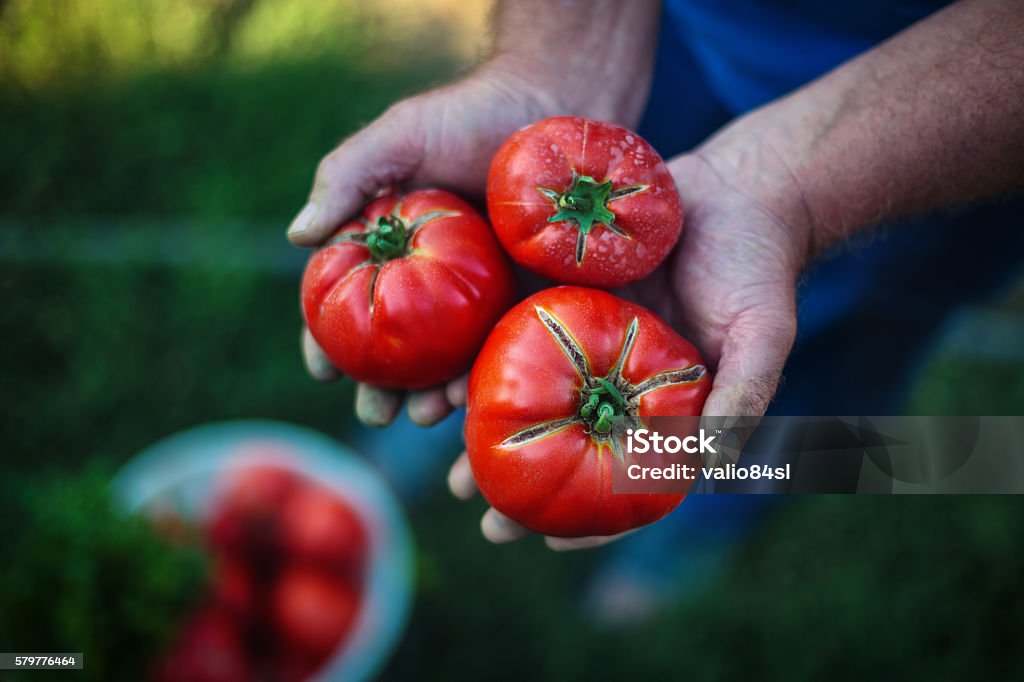 Freshly harvested tomatoes in farmers hands Tomato harvest. Farmers hands with freshly harvested tomatoes Tomato Stock Photo