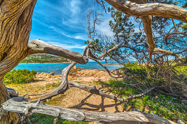 istock trees in Porto Liccia 579777148