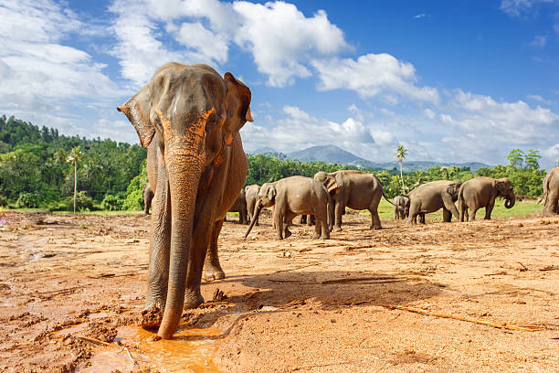 istock Herd of elephants in the nature 579777202