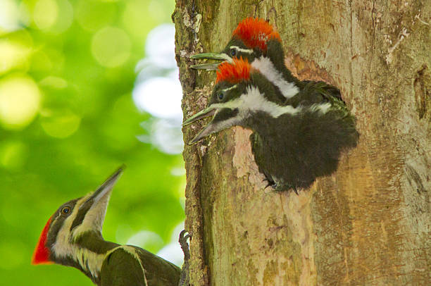 dzięcioł w gnieździe - pileated woodpecker animal beak bird zdjęcia i obrazy z banku zdjęć