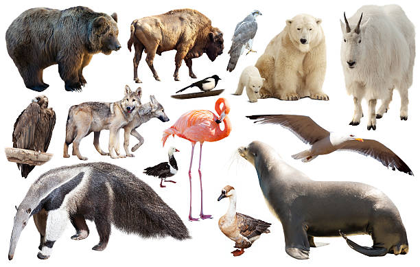 istock set of north american animals isolated 579777902