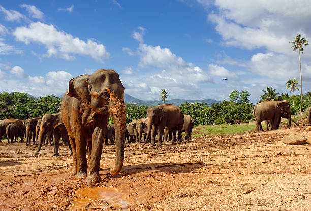istock Herd of elephants in the nature 579778230