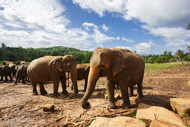 istock Herd of elephants in the nature 579778480