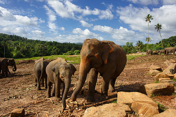 istock Herd of elephants in the nature 579779306