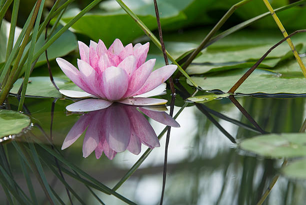 Pink lotus flower on a pond Pink lotus flower waterlily mirrored in the water of a pond lily stock pictures, royalty-free photos & images