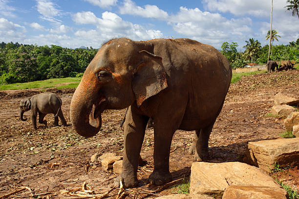 istock Herd of elephants in the nature 580088896