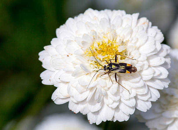 bicho en una manzanilla floreciente, roman anthemis nobilis blanco - nobilis fotografías e imágenes de stock