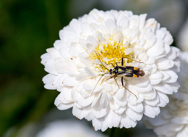 Bug on a Blossoming Chamomile, Roman Anthemis Nobilis white - fotografia de stock