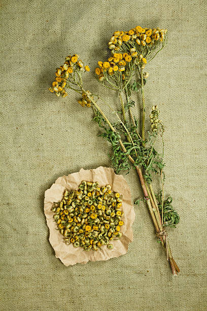 istock Tansy.Dried. Herbal medicine, phytotherapy medicinal herbs. 580090828