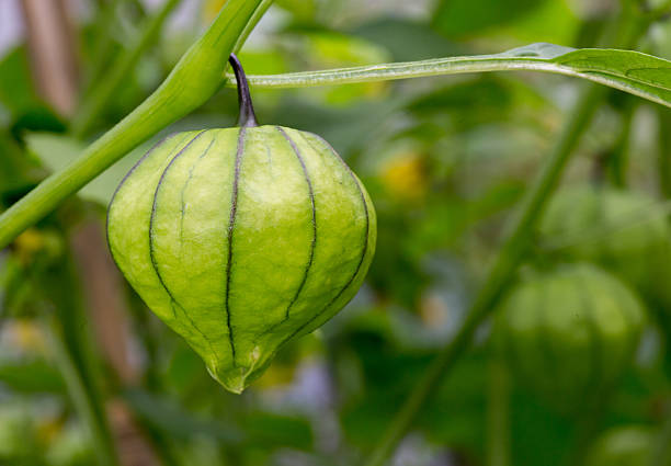 Tomatillo Young Organic Plant Physalis Philadelphica - fotografia de stock