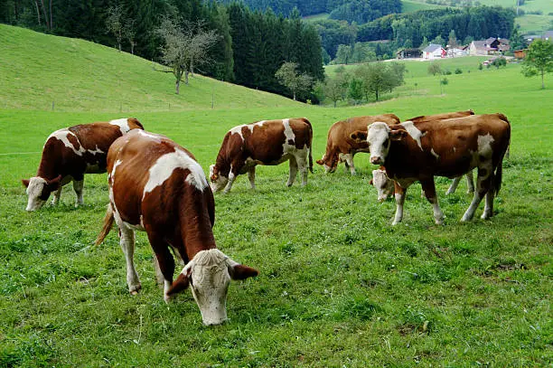 A herd of brown-white cows on a pasture in the Black Forest in Germany, view in the valley