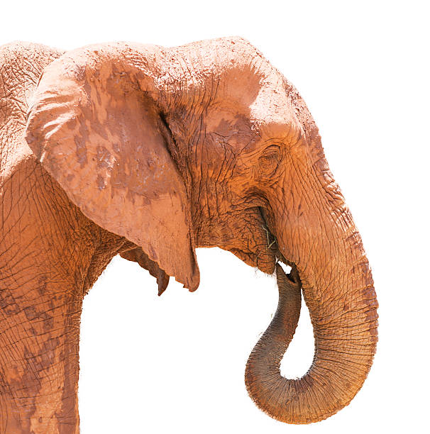istock African Elephant eat dry grass isolated 580092520