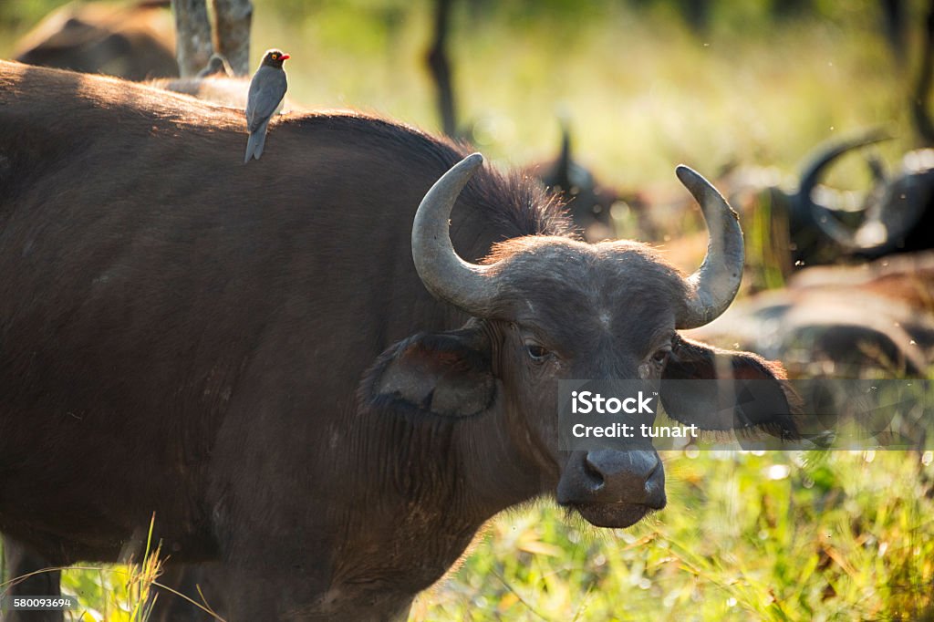 Buffalo and Red Billed Oxpecker in Kruger Wildlife Reserve Buphagus erythrorhynchus on Buffalo in Kruger Wildlife Reserve, South Africa Kruger National Park Stock Photo