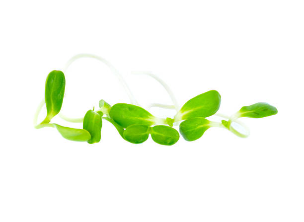 istock green young sunflower sprouts isolated on white background 580094046