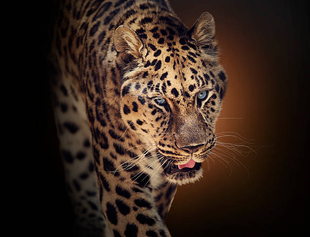istock Portrait of Leopard 580094268