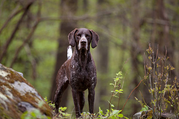 dog staring in countryside - alman kısa tüylü pointeri stok fotoğraflar ve resimler