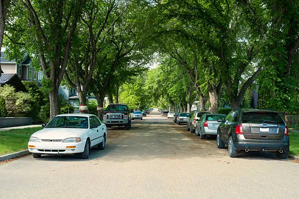 Photo of Elm Lined Street in Buena Vista Neighborhood in Saskatoon