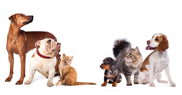 istock Group of dogs and cats 580097206