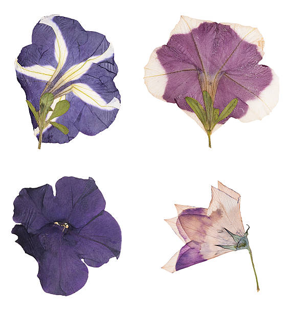 istock Head pressed dried flowers isolated 580097390