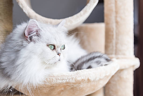istock Beautiful american shorthair cat 580097608