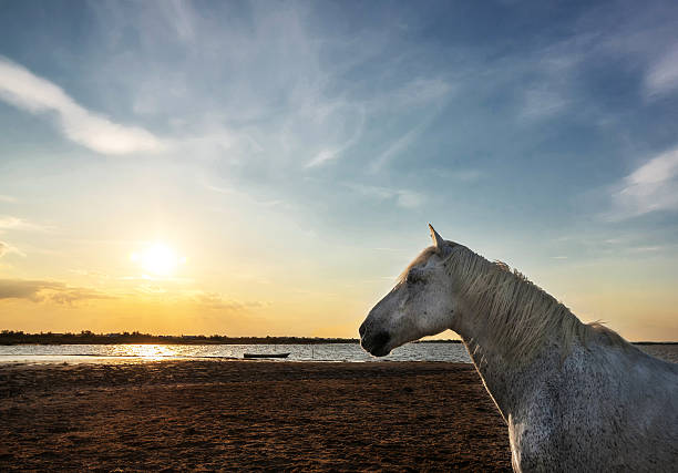 istock Romantic Horse Camargue 580098350