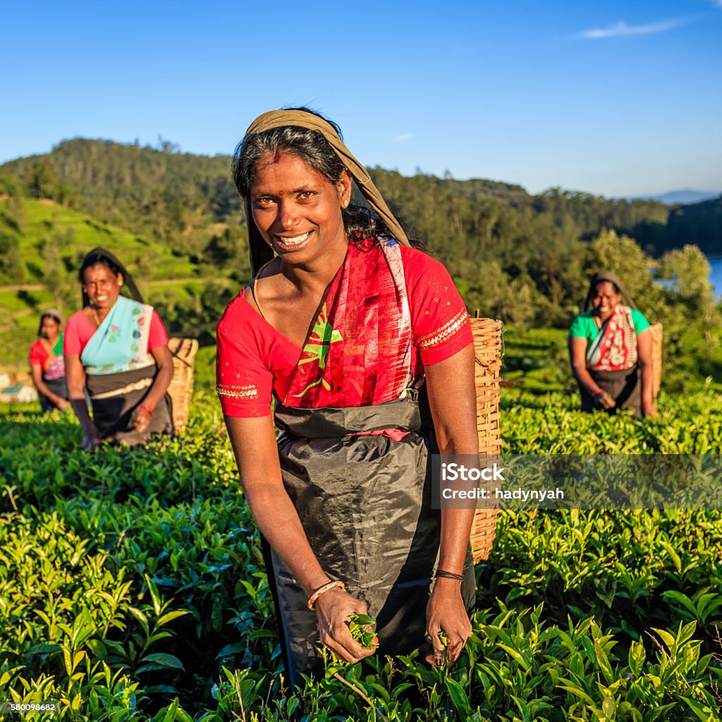 Tamil women plucking tea leaves on plantation, Ceylon Tamil women plucking tea leaves near Nuwara Eliya, Sri Lanka ( Ceylon ). Sri Lanka is the world's fourth largest producer of tea and the industry is one of the country's main sources of foreign exchange and a significant source of income for laborers.http://bhphoto.pl/IS/tea_plantations_380.jpg Adult Stock Photo