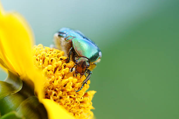 istock Cetonia aurata on tickseed flower 580099014