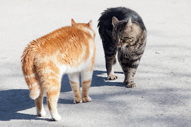 перед боем красной и серой кошки - cat fight стоковые фото и изображения