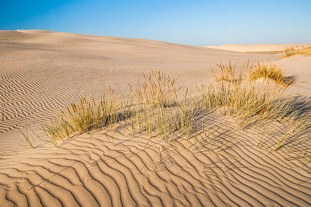 istock beautiful view of the coastal dunes 580100454