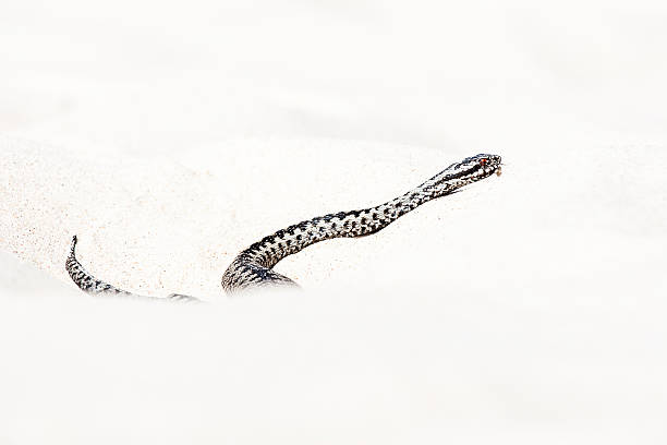 istock beautiful view of Vipera berus 580100524