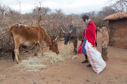 Maasai woman feeding Zebu cow in village, Kenya, East Africa.. Village with cow dung huts and goats in the background. Dry season.