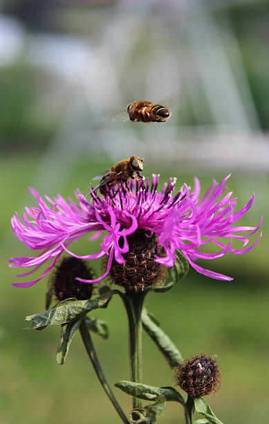 istock Flowers and insects 580102634