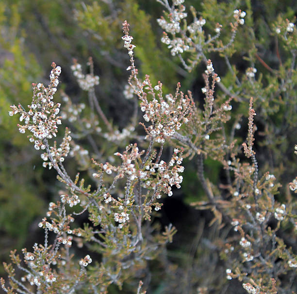 Flores - fotografia de stock