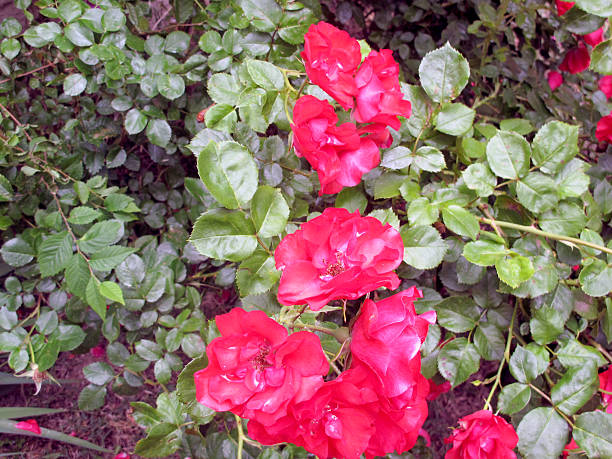 Flores - fotografia de stock