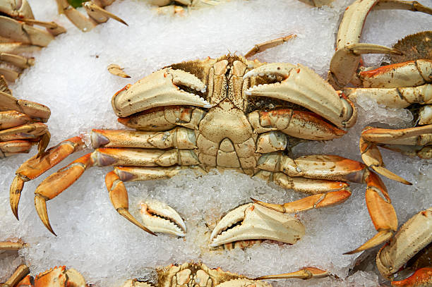 140+ Fresh Dungeness Crab On Ice Stock Photos, Pictures & Royalty-Free