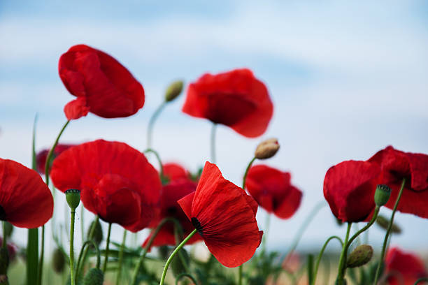 istock meadow with beautiful  red poppy flowers 580105212