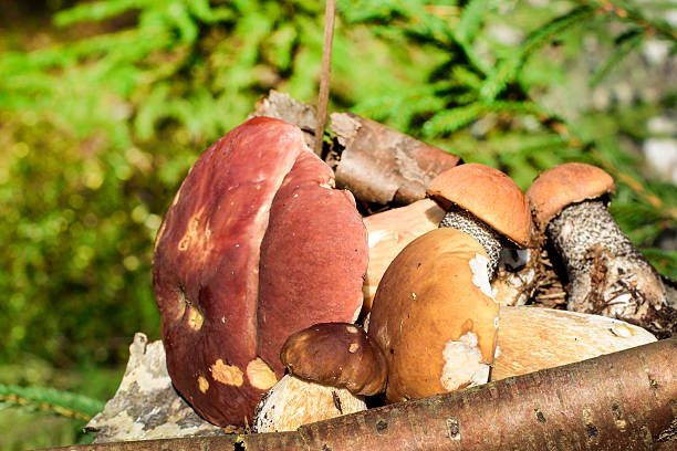 istock edible mushrooms in the forest 580105416
