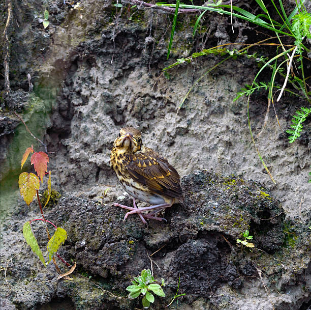 A young Fieldfare bird