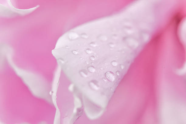 istock Water drops on flower blossom - beautiful colors 580106382