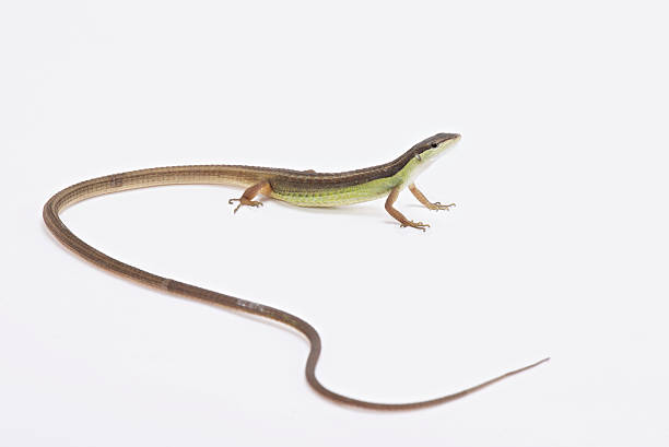 Long-tailed grass lizard (Takydromus sexlineatus) Long-tailed grass lizard (Takydromus sexlineatus) long tailed lizard stock pictures, royalty-free photos & images