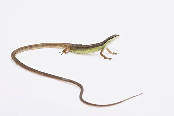 Long-tailed grass lizard (Takydromus sexlineatus)