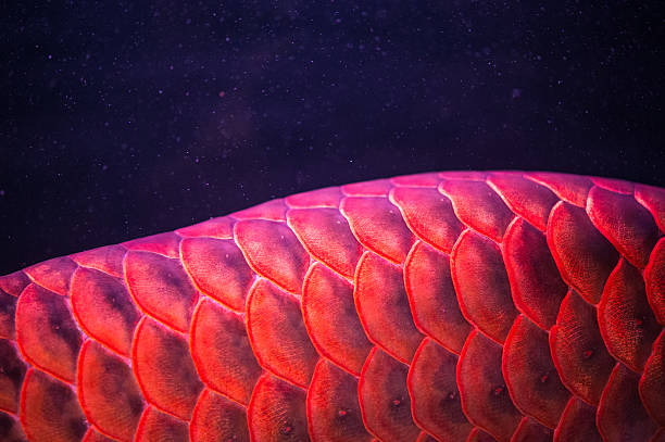 Red Arowana Dragon Fish Red Arowana Dragon Fish gold arowana stock pictures, royalty-free photos & images