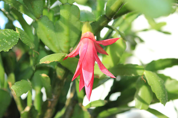 istock flower of Schlumbergera 580106908
