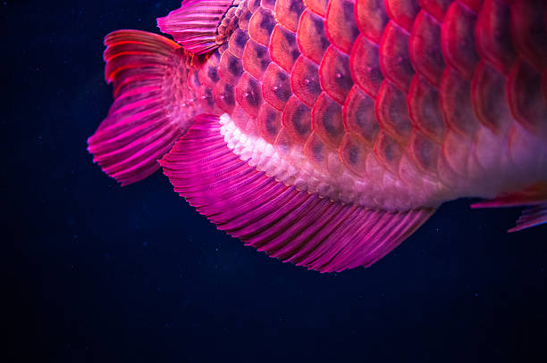 Red Arowana Dragon Fish Red Arowana Dragon Fish golden arowana fish stock pictures, royalty-free photos & images