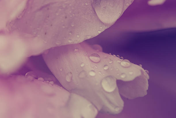 istock Water drops on flower blossom - beautiful colors 580107184