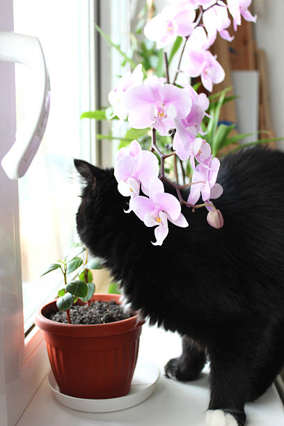 istock Black cat with an orchid on the window-sill 580107210