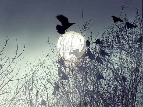 Flock of birds, surreal, moon, night